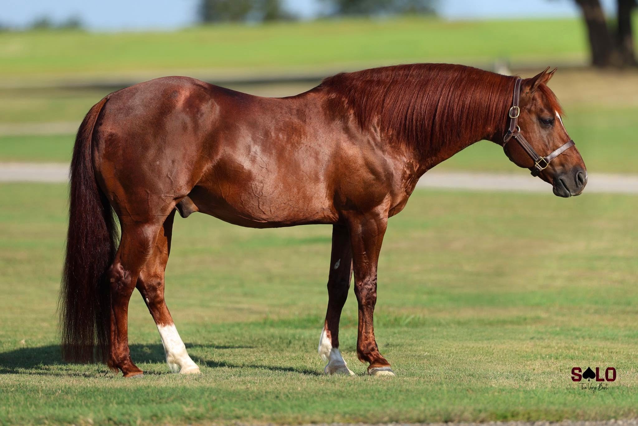 The Animal — rope horse stallion conformation photo at Solo Select Horses, Gainesville Texas