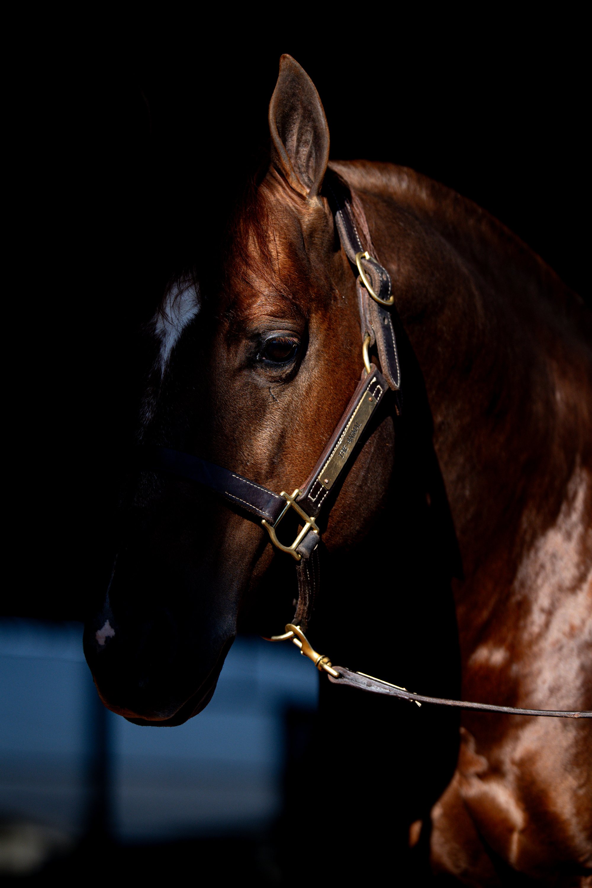 The Animal — portrait emerging from the dark