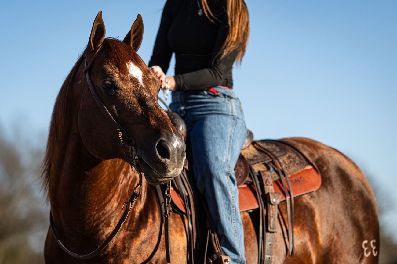 An Animal colt at home