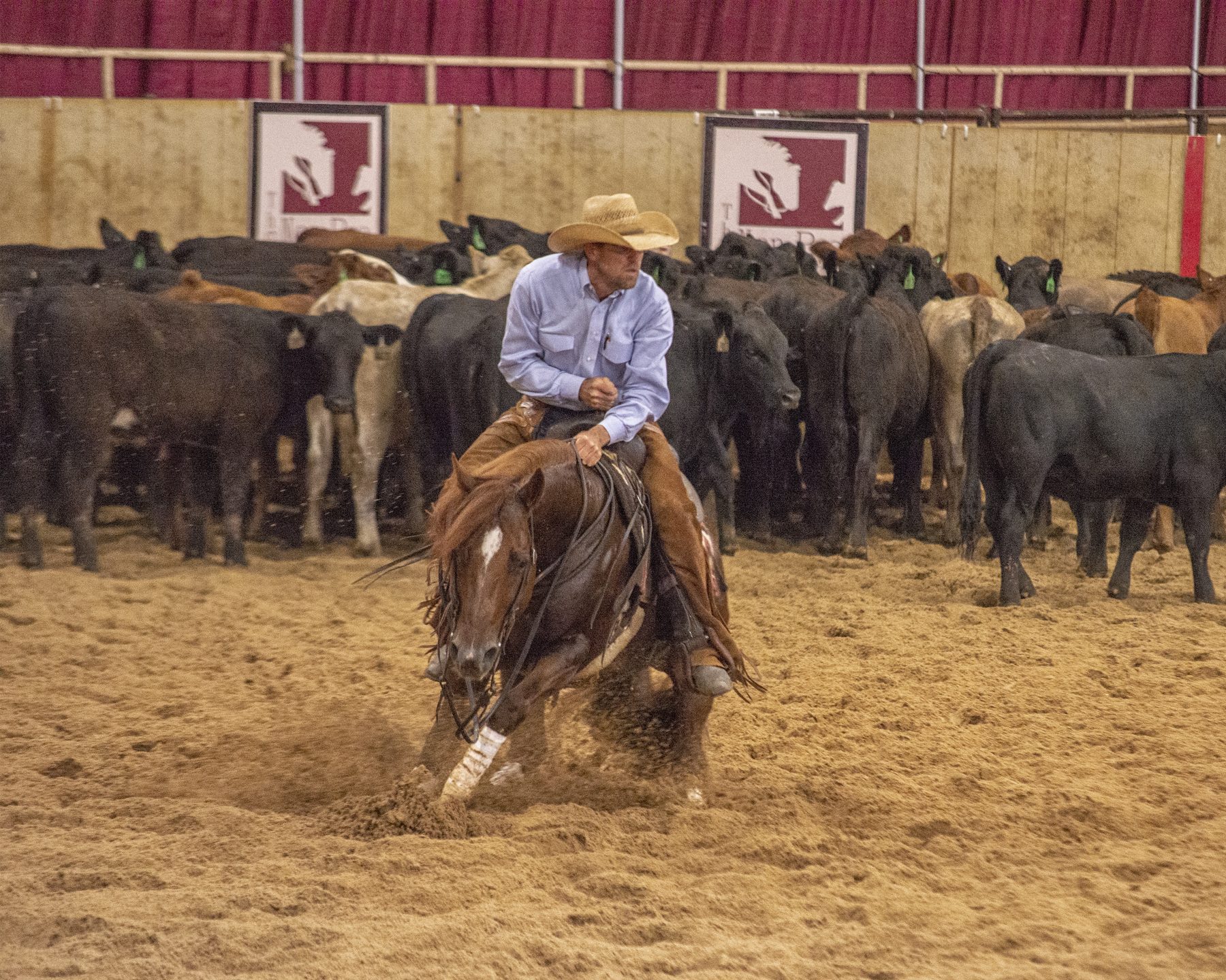 The Animal working in front of the herd with James Payne
