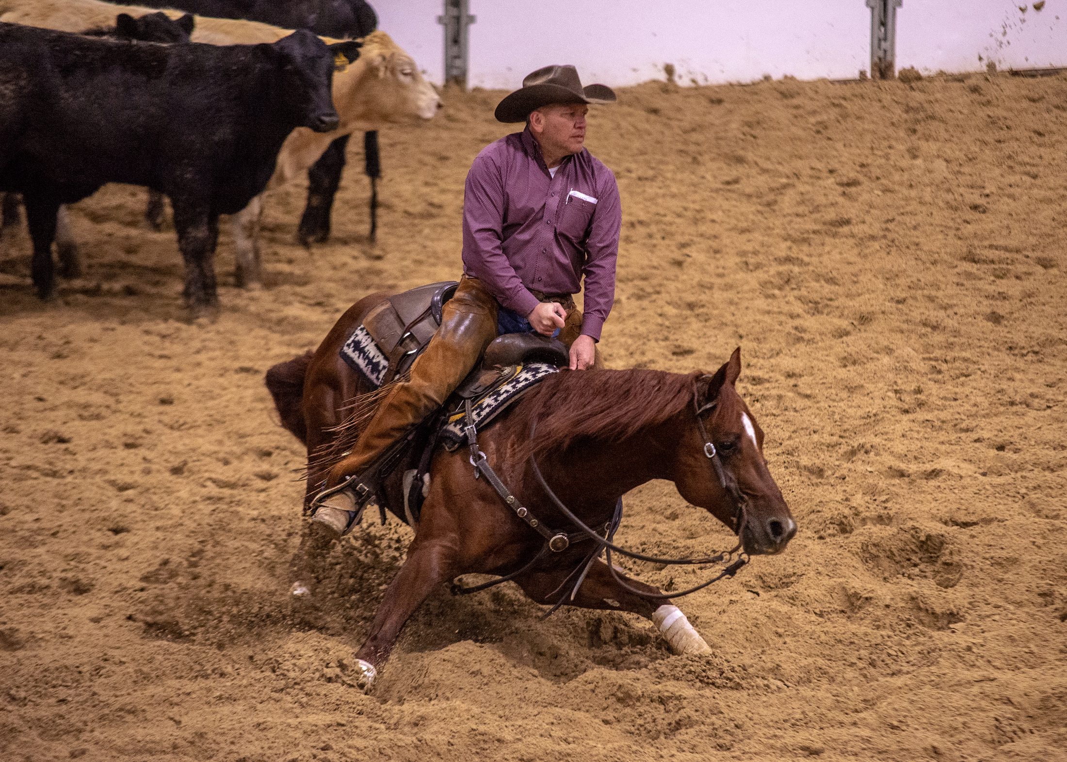 The Animal — cutting horse stallion working a cow with Lee Francois at the Bonanza