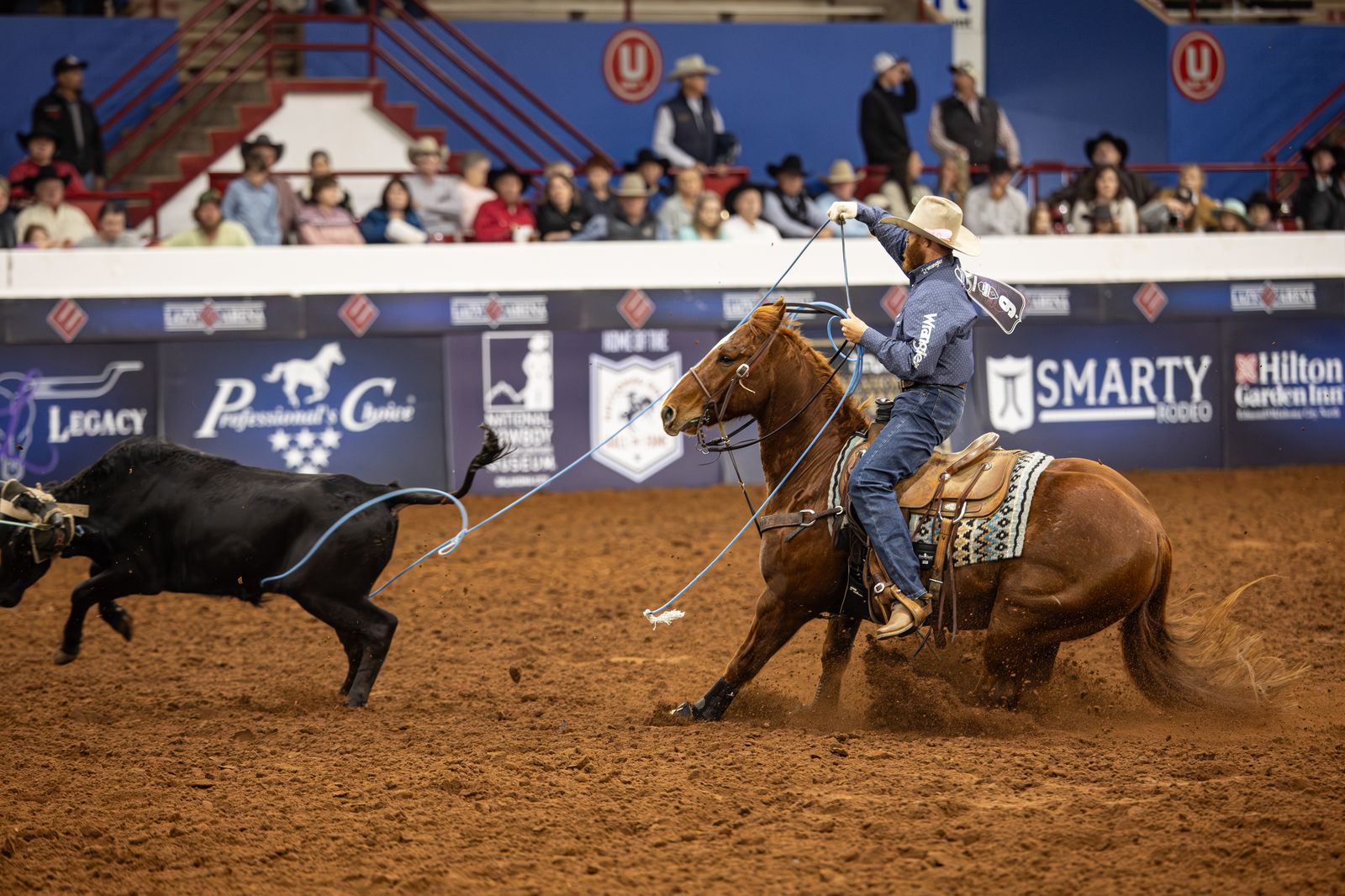Heeling on an Animal colt in the short round